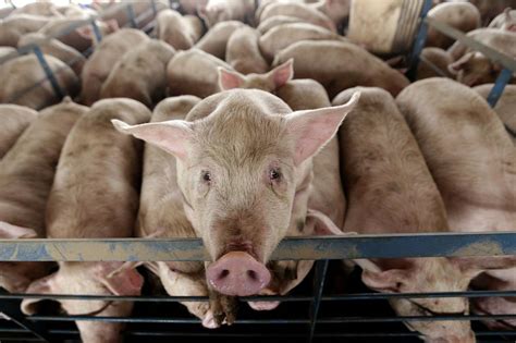 china on lean hog